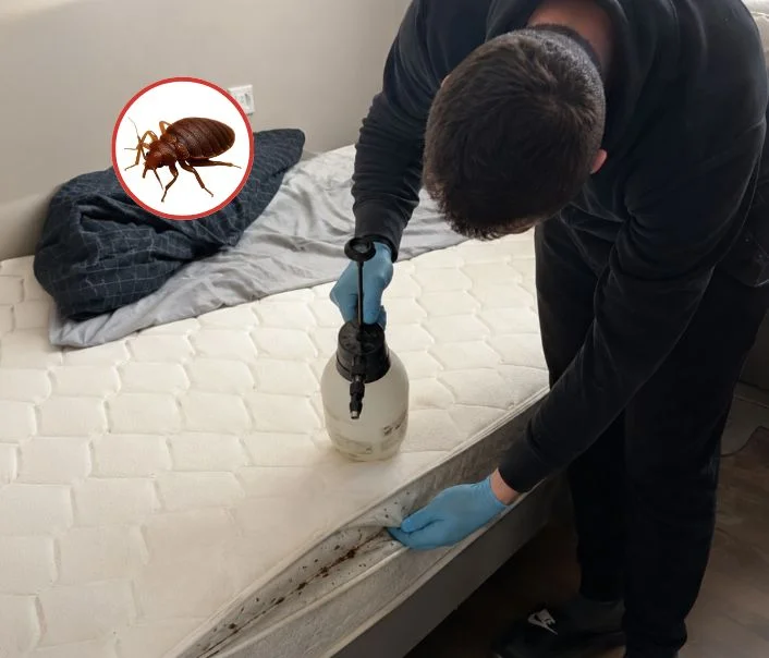 Technicien traitant un matelas contre les punaises de lit à Guibeville